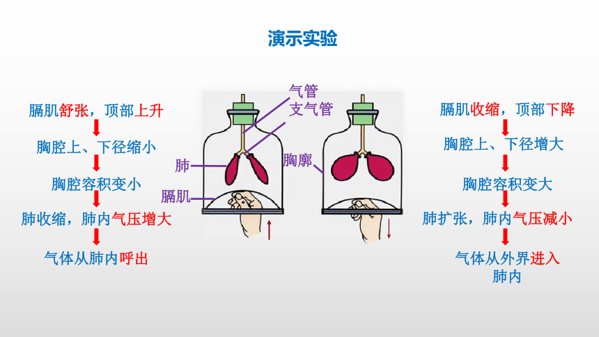 肺内的气体交换图图片
