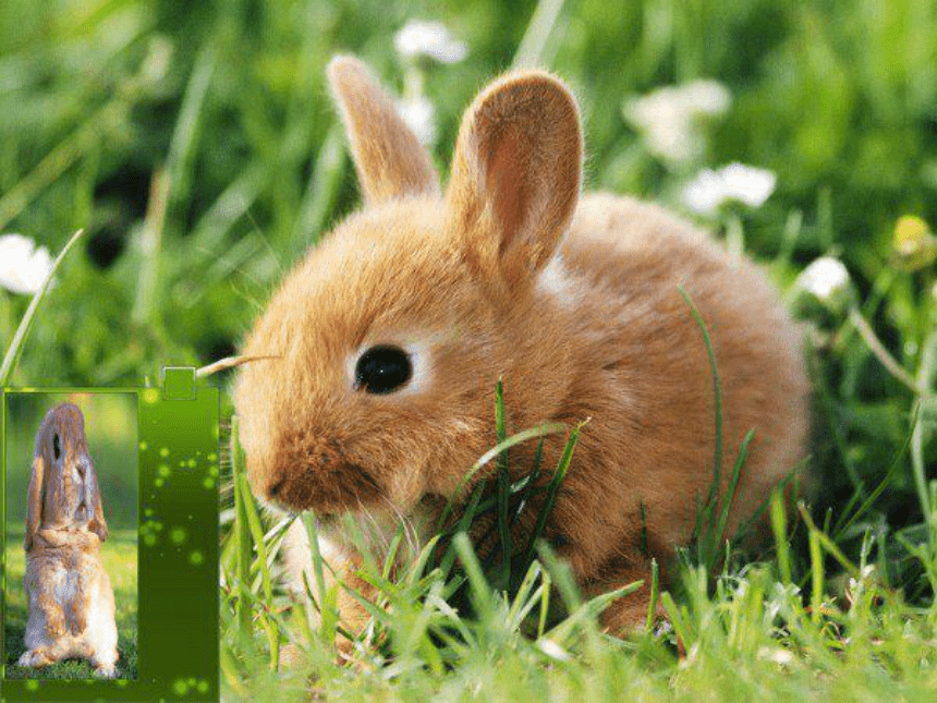语文一年级下北京版5.16《小白兔和小灰兔》课件1