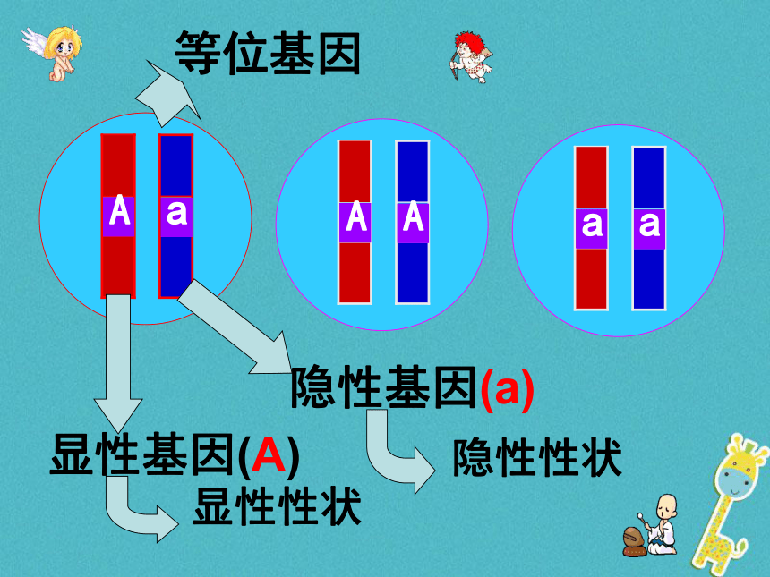 性状遗传有一定的规律性课件(31张）