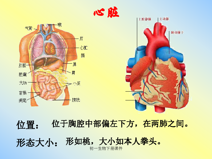 人教版七年级下册生物4．3输送血液的泵——心脏课件（共18张PPT）