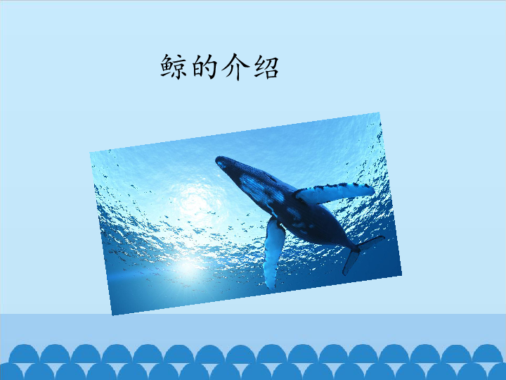 浙教版（广西）第三册 信息技术 课件 14.鲸的介绍 （12张幻灯片）