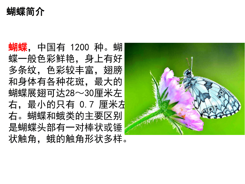蝴蝶的资料简介简短图片