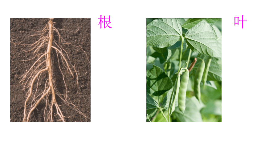 1361被子植物双子叶植物课件共35张ppt20212022学年冀教版七年级生物