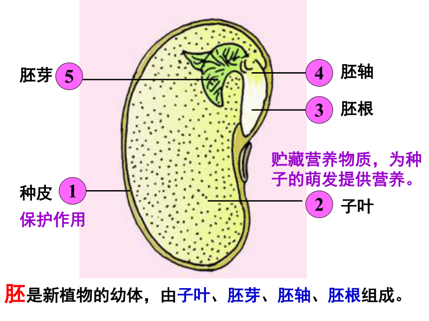 种子的萌发 课件(共31张PPT)