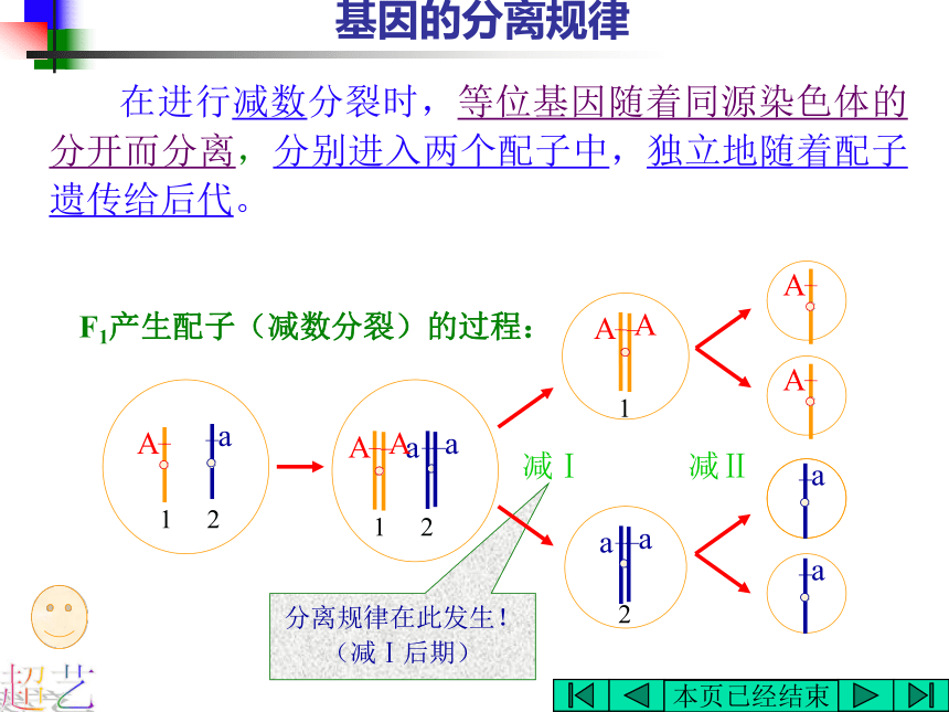 基因的分离规律在实践中的应用[上学期]