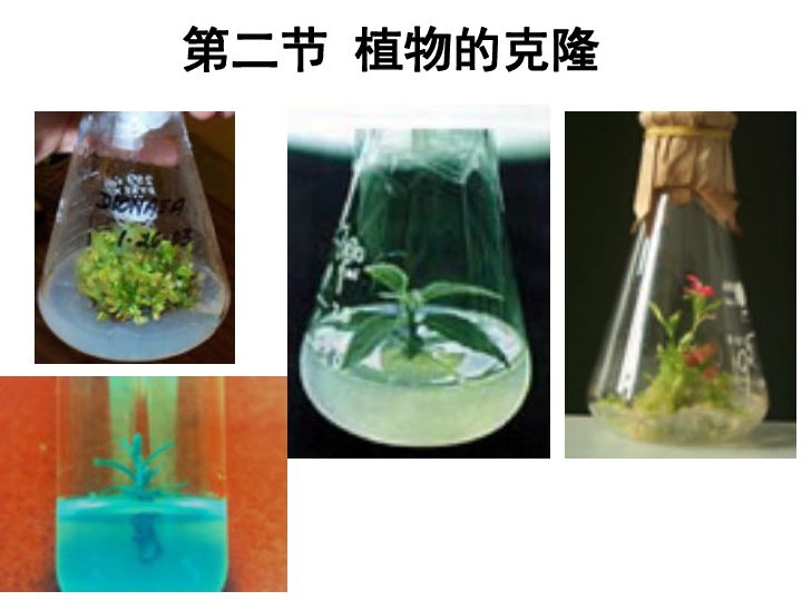 浙科版高中生物选修3第2章第2节植物的克隆 （共56张PPT）