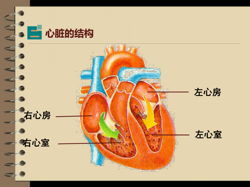 心脏结构ppt图片