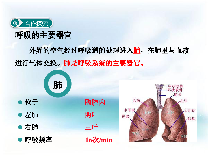 第二节 发生在肺内的气体交换课件（15张PPT）