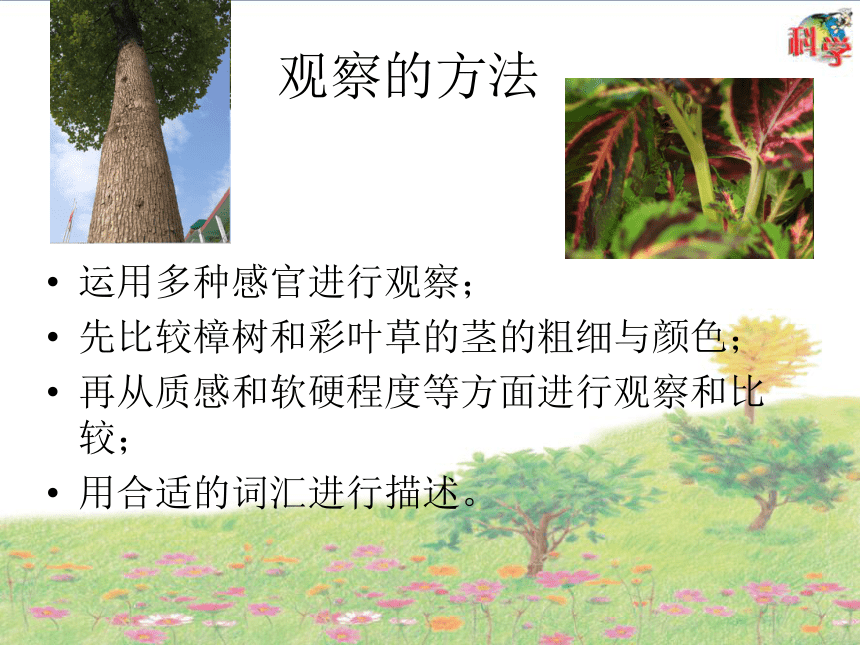 樟树与彩叶草课件（16张PPT）