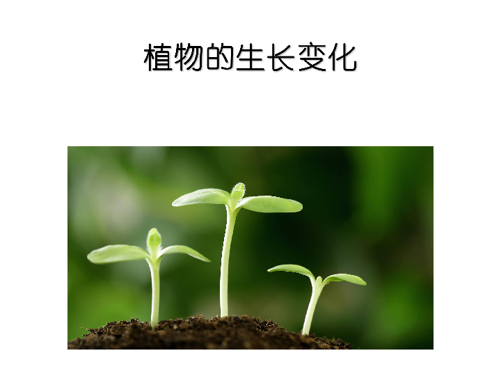 2.1植物的生长变化 课件（16张PPT）
