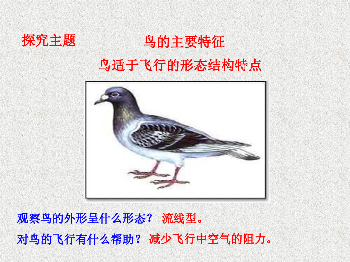 人教版生物八上5.1.6鸟课件(共18张PPT)