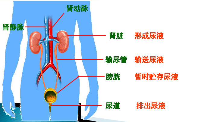 尿生成的过程图片