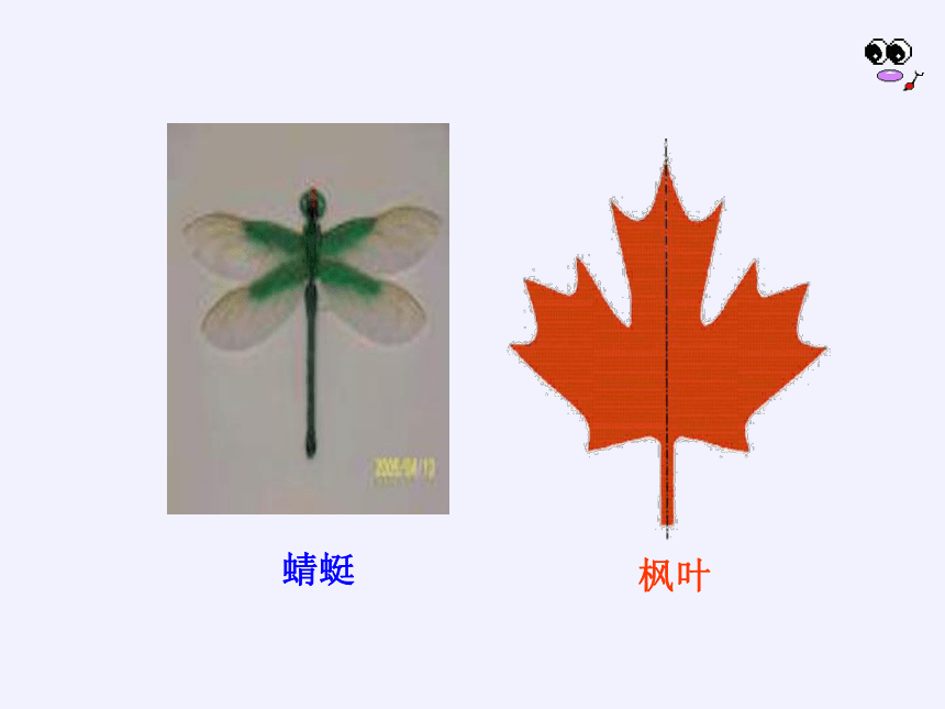 轴对称图形蜻蜓图片