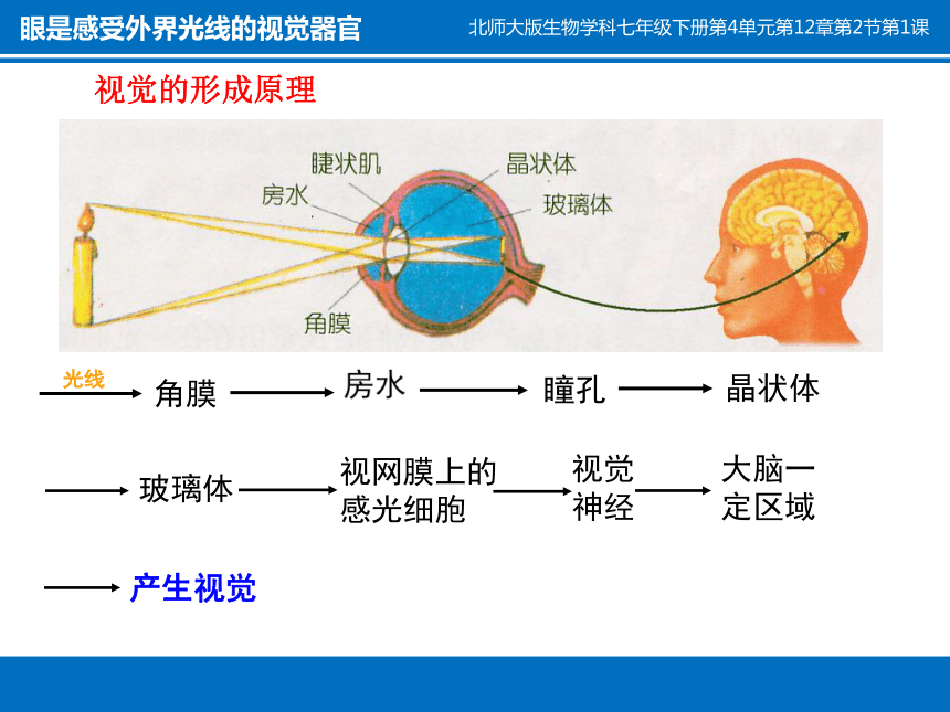 人眼视觉系统图片