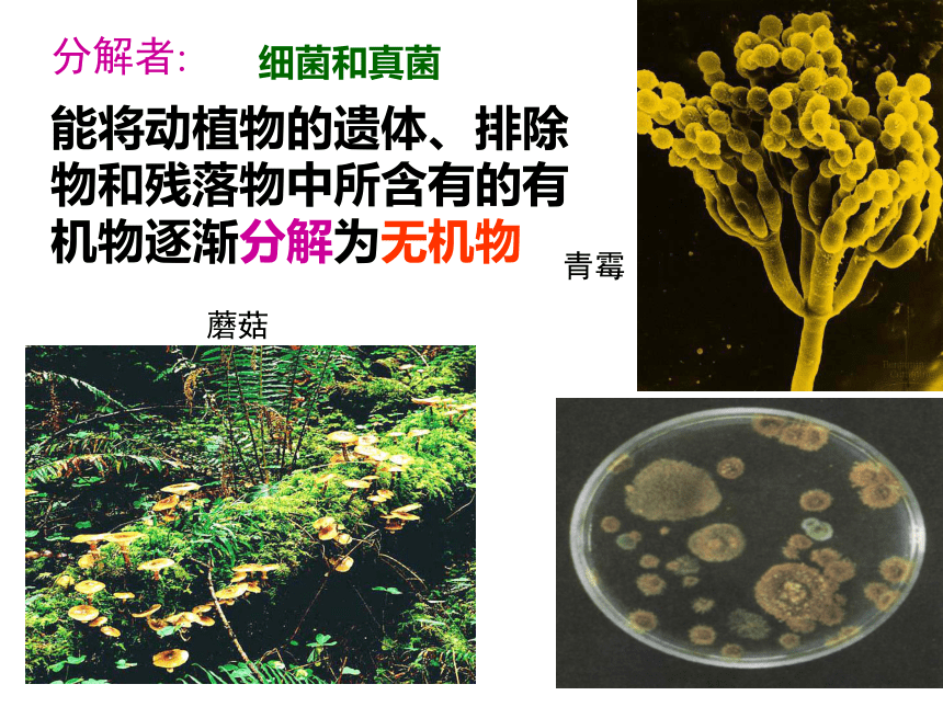 分解者图片图片