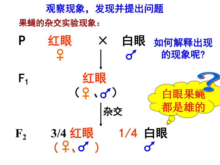 福建省晋江市季延中学人教版高中生物必修二课件：2.2基因在染色体上 (共33张PPT)