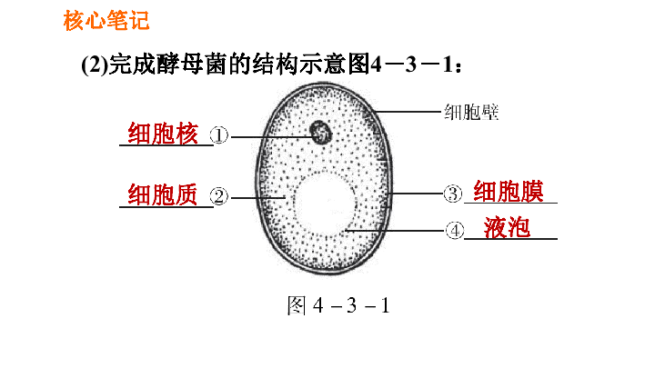 酵母菌结构示意图图片