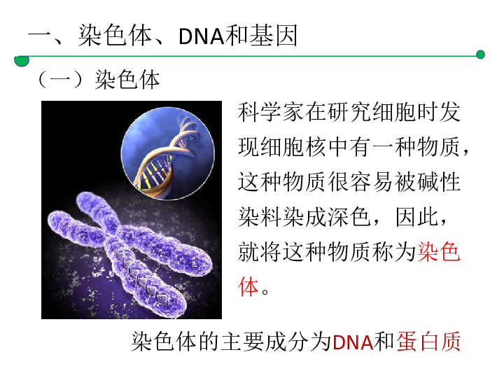 北师大版八年级生物上册第6单元第20章第2节 性状遗传的物质基础 课件（25张PPT）
