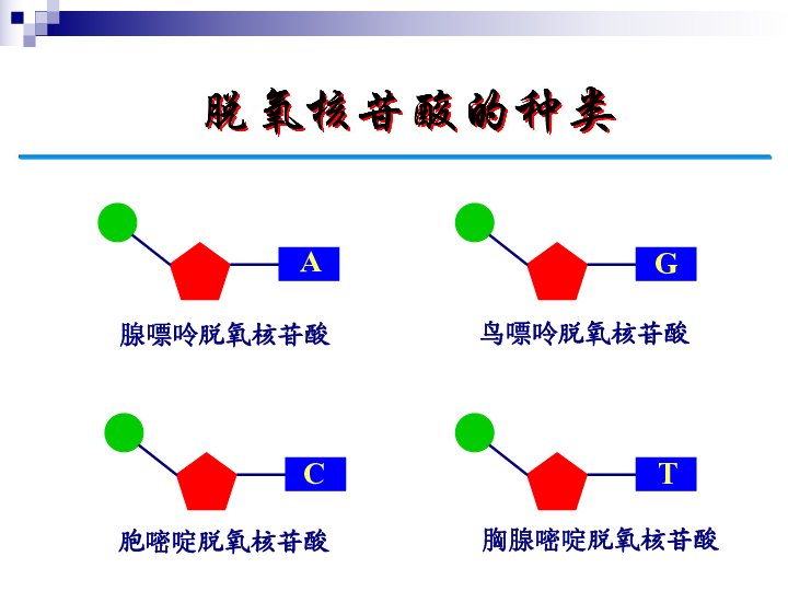 人教版高一生物必修二第3章第2、3节DNA分子结构和DNA复制复习课件 共64张PPT