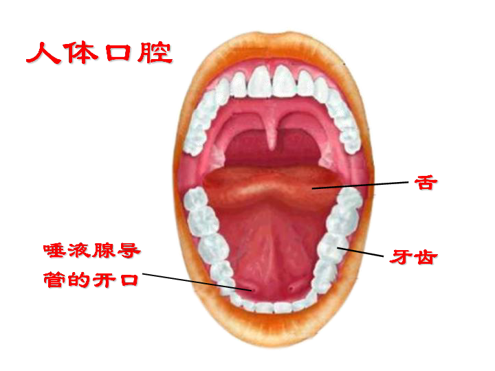 人教版生物七年级下册22探究馒头在口腔中的变化课件共18张ppt