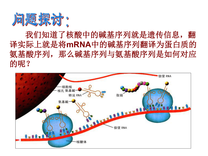 人教版必修2高中生物第3节：遗传密码的破译（选学）(25张PPT)