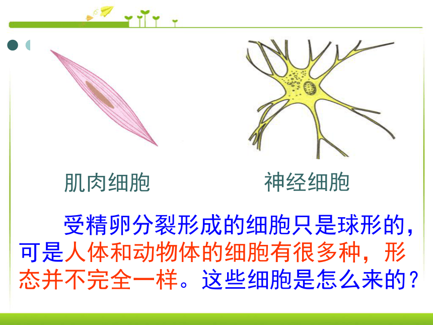 2.2.2动物体的结构层次 (共44张PPT)