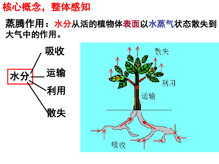 绿色植物参与生物圈的水循环（课件+学案）（打包2份））