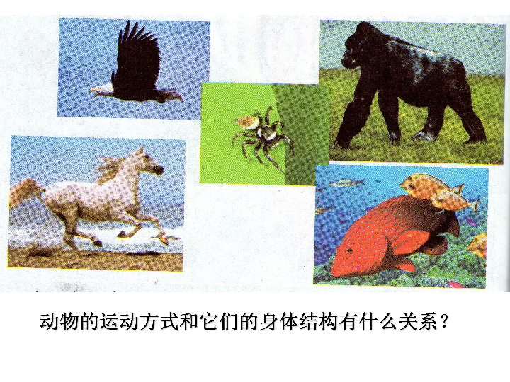 2.1动物的特征 课件（9张PPT）