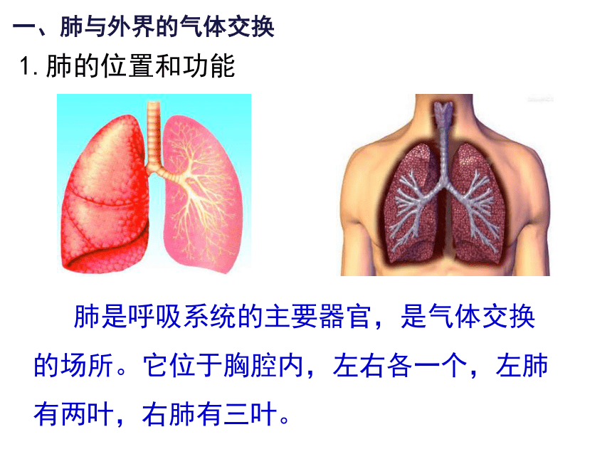 肺上界的位置图片图片