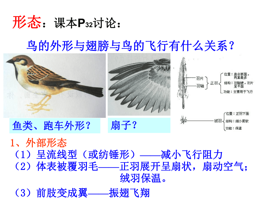 第六节 鸟课件 （31张PPT）