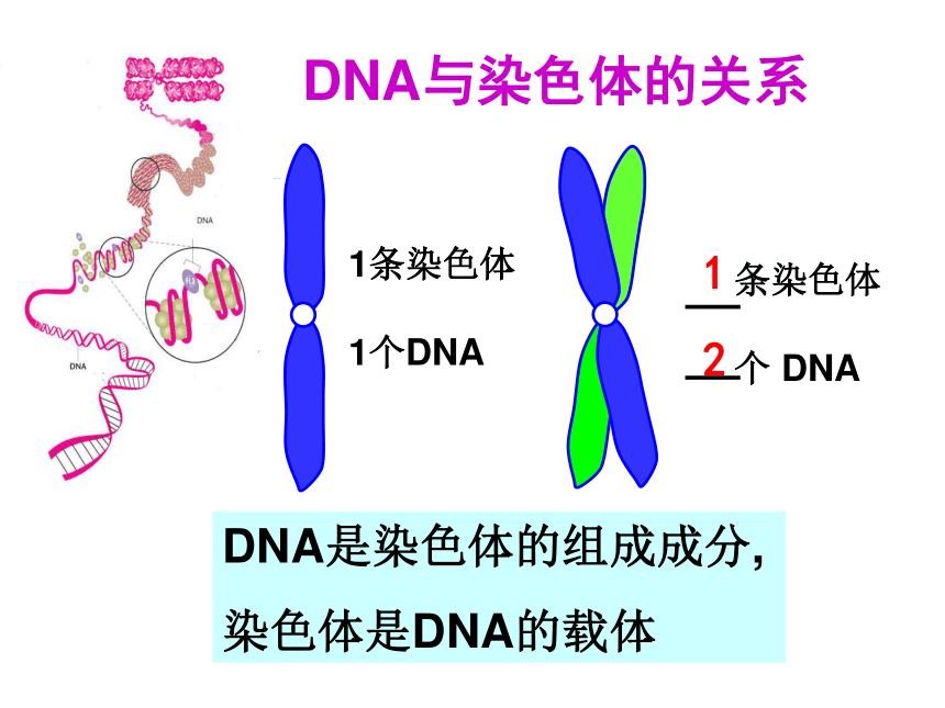 高中生物人教版必修2第三章第4节 基因是有遗传效应的DNA片段  课件（28张）