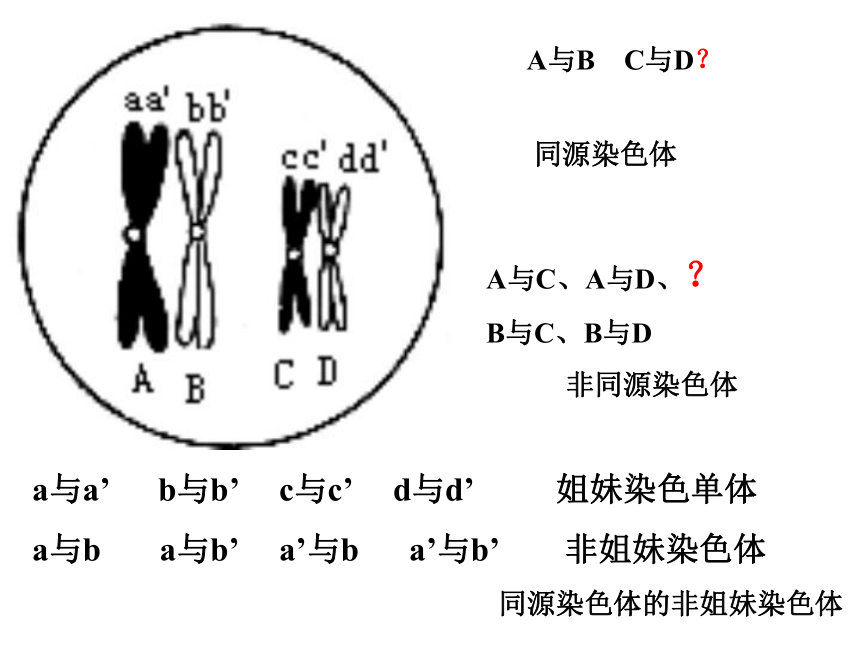 山东省日照市五莲中学2017届高三上学期生物一轮复习-减数分裂 课件 （共23张PPT）