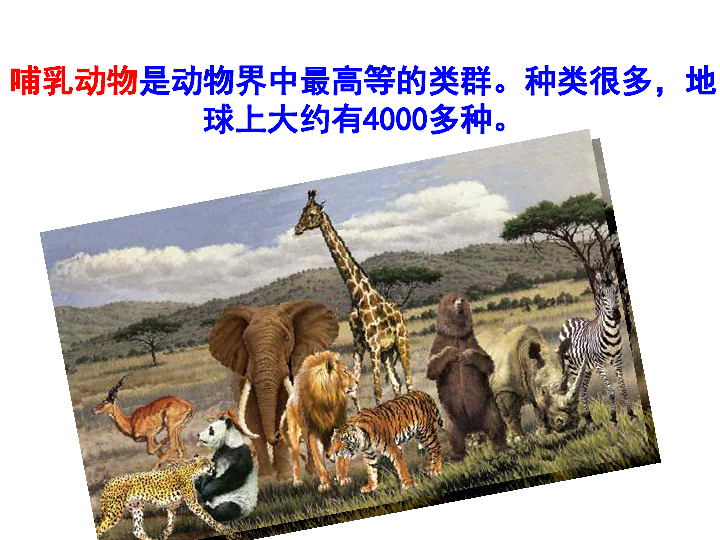 人教版八年级上册生物  5.1.7 哺乳动物 课件 (26张PPT)