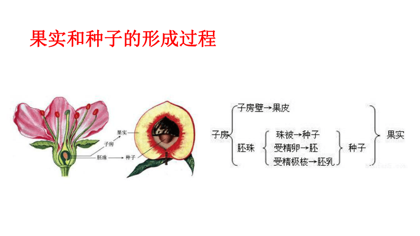 6.19.3 植物的生殖课件(共29张PPT)