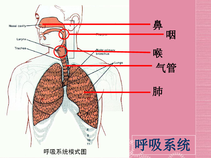 鼻咽喉氣管肺呼吸系統——肺第二節 人體的呼吸肺的位置肺的形狀和