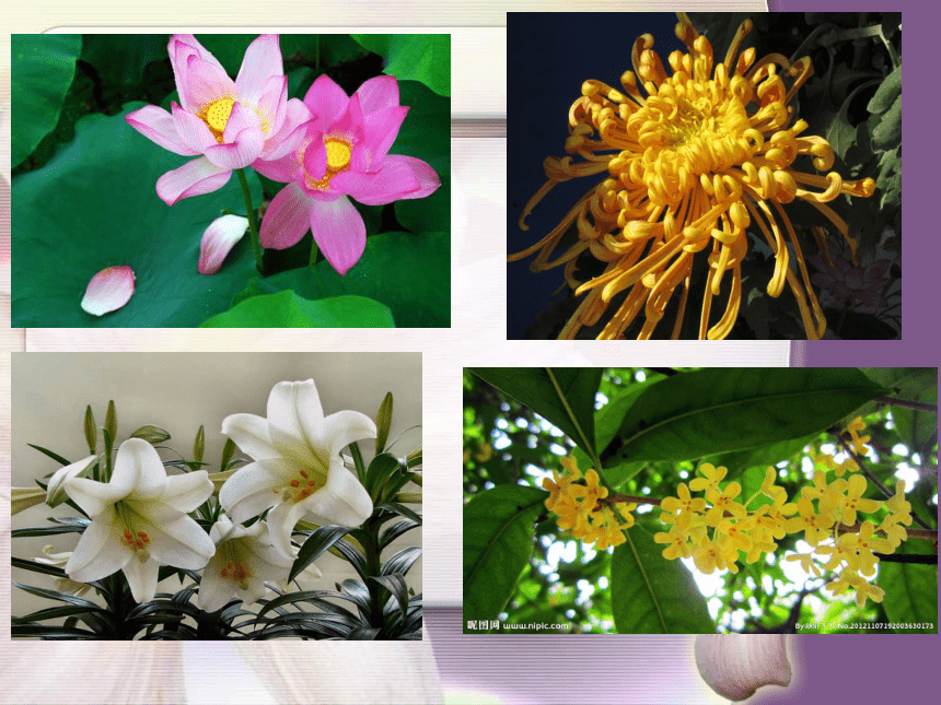 美术四年级上湘教版6花儿朵朵课件