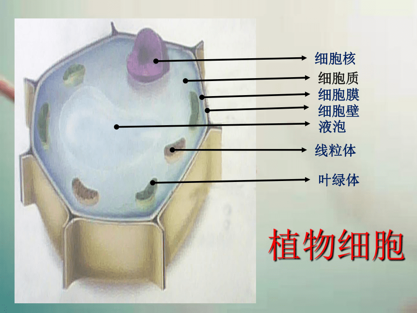 人教版七年级上册生物 2.1.4细胞的生活（第1课时） 课件