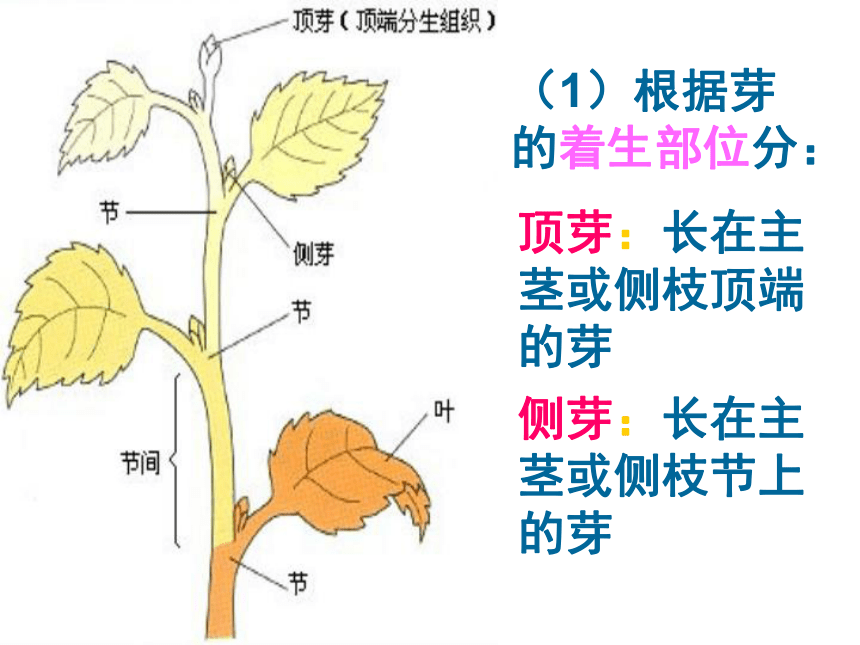 14.植物怎样度过一生 课件