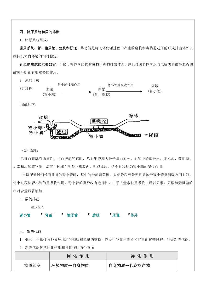 浙教版九年级科学上册期末复习讲义3：代谢与平衡