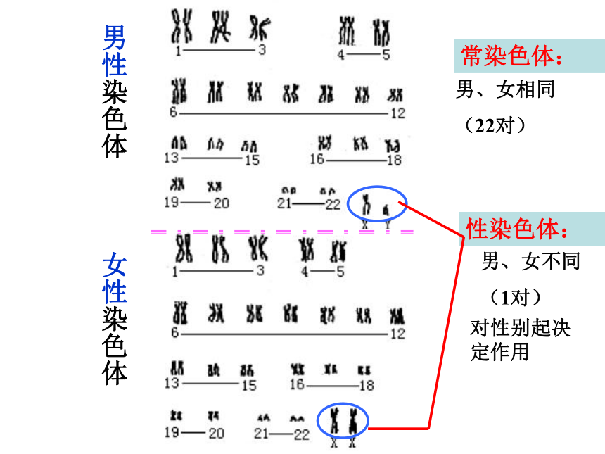 伴染色体遗传图解图片