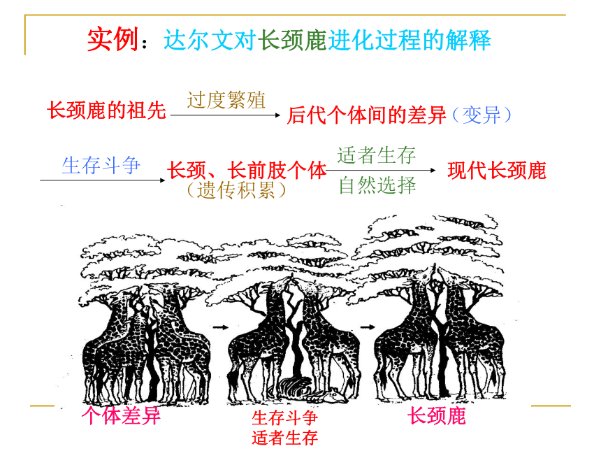 2.3 生物进化(第二课时)