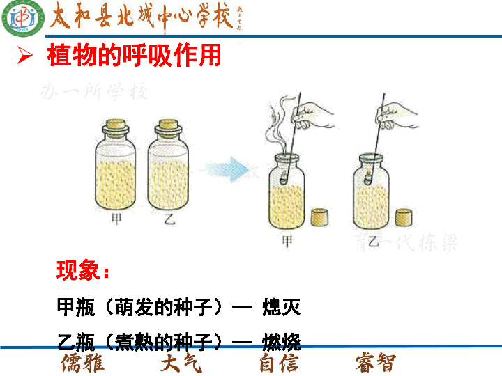 1.4 绿色植物的呼吸作用(19张ppt)