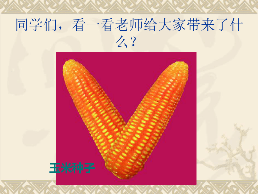 语文三年级下北京版1.1《科学的种子》课件1