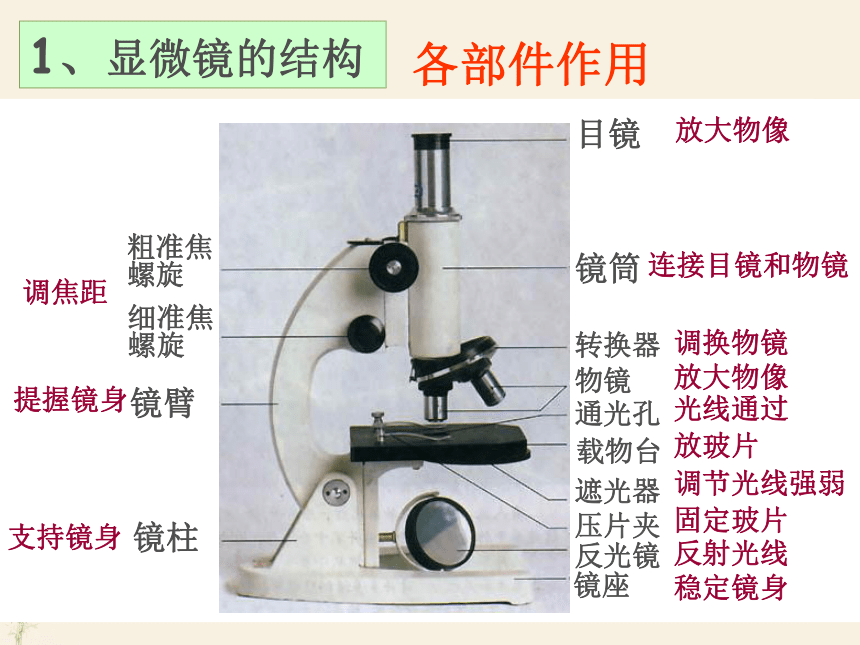人教版七年级生物上册课件2.1.1 练习使用显微镜 （共36张PPT）