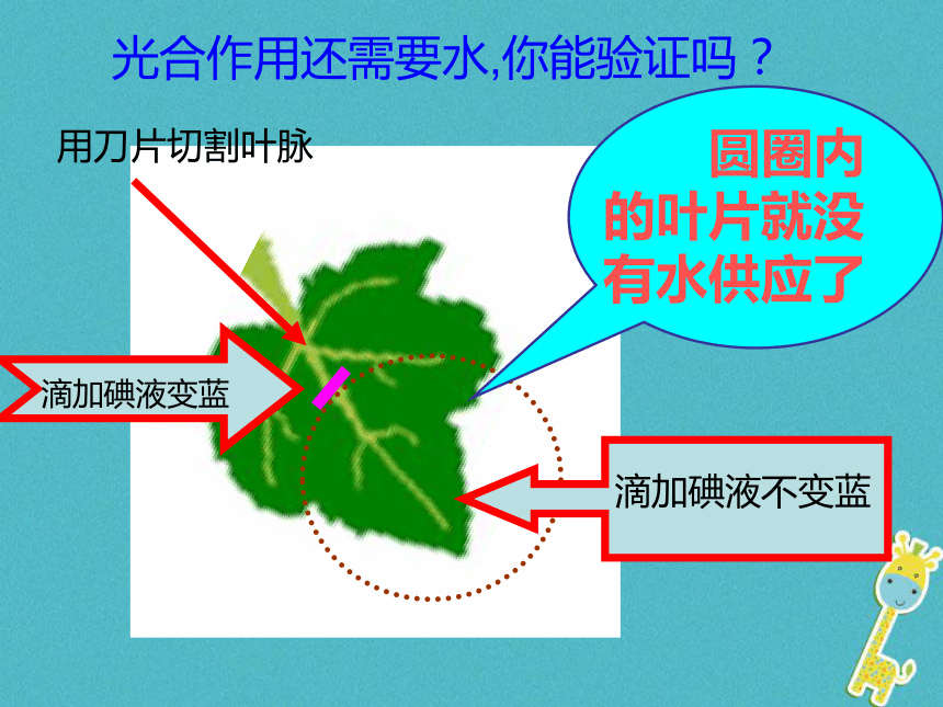 第五章 第一节光合作用吸收二氧化碳释放氧气 课件（共30张PPT）