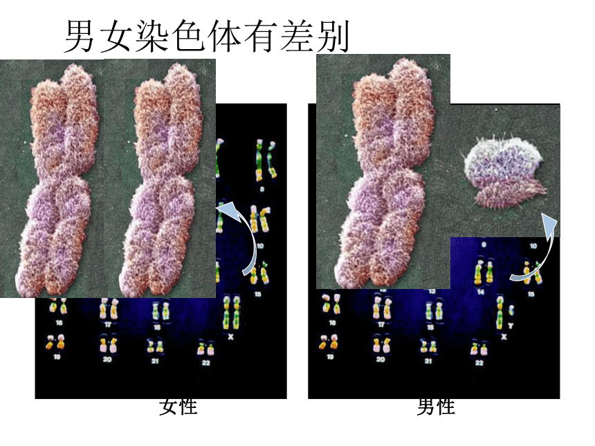 人教版生物八下7.2.4人的性别遗传 课件（30张ppt）