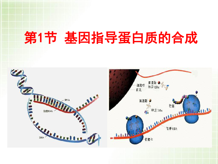 人教版生物必修2遗传与进化2.4.1基因指导蛋白质的合成（共34页）