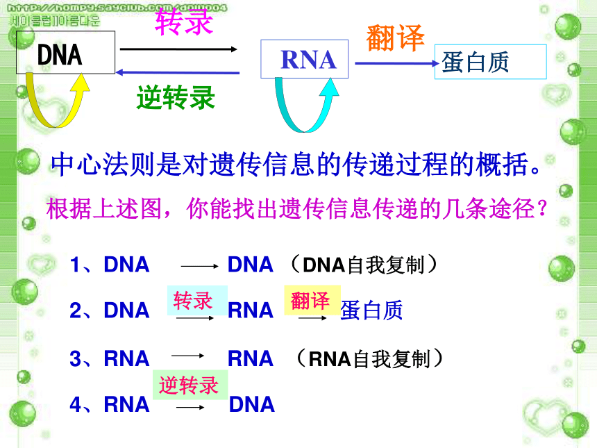 人教版高中生物必修二第四章第二节 基因对性状的控制（31张PPT）