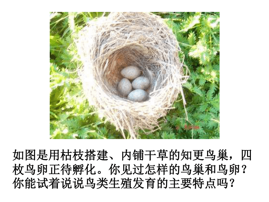 人教版八下第一章第四节鸟的生殖与发育（共45张PPT）