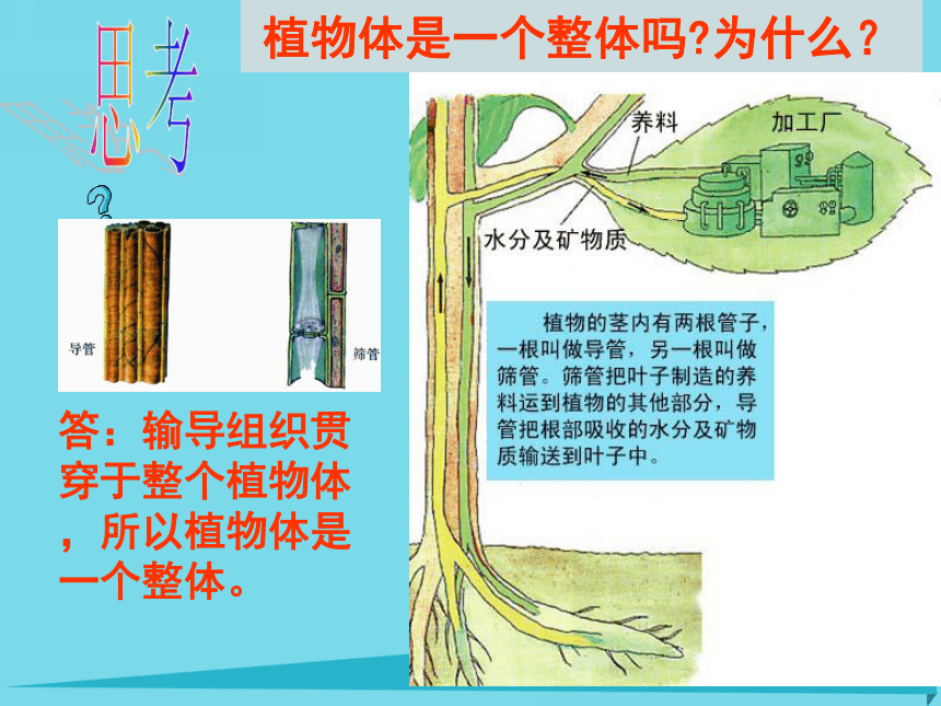 2017六年级科学上册第一章第5课植物体各部分的关系课件新人教版